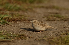 David Plant Photography - Wildlife Photography - Short-toed lark - E