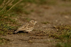 David Plant Photography - Wildlife Photography - Short-toed lark - F