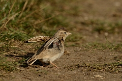David Plant Photography - Wildlife Photography - Short-toed lark - H