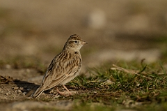 David Plant Photography - Wildlife Photography - Short-toed lark - I