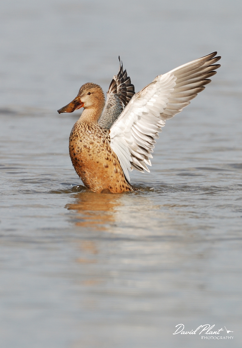 David Plant Photography - Wildlife Photographer - Shoveler female - A.jpg - Shoveler, female - Slimbridge