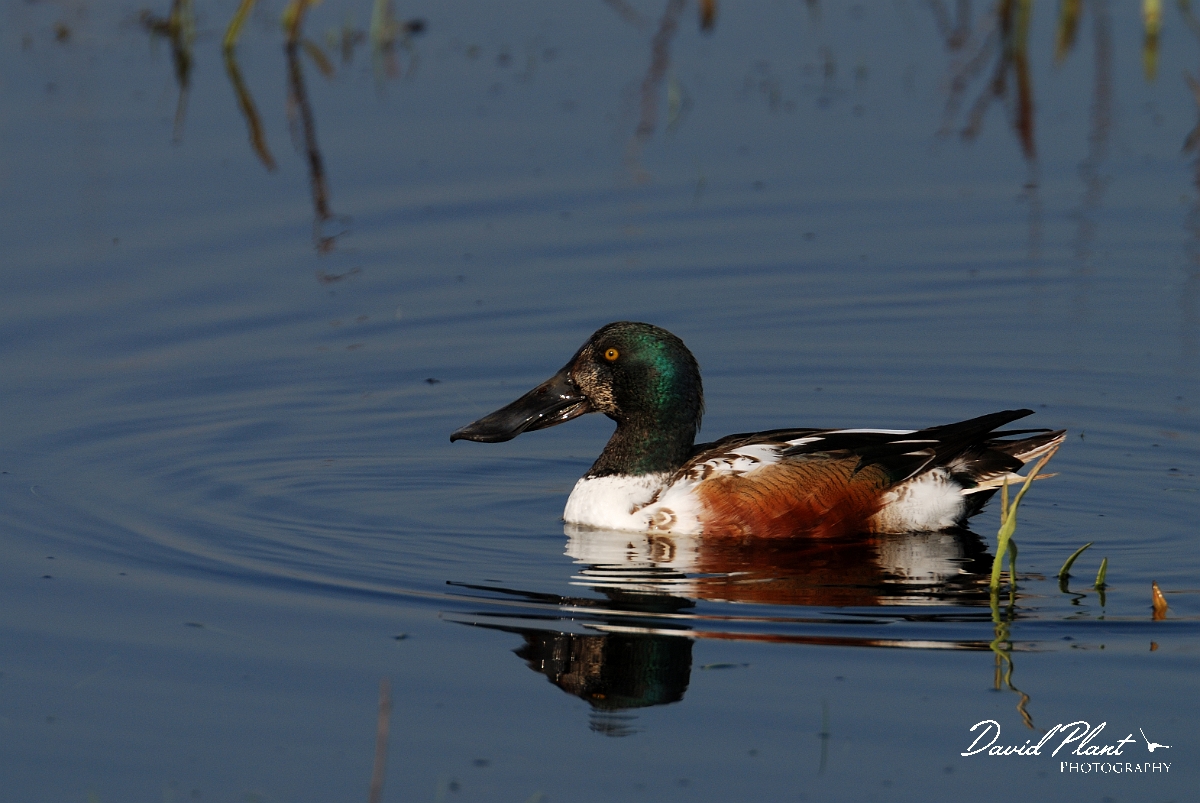 David Plant Photography - Wildlife Photography - Shoveler - H.jpg - Shoveler, 1st winter male - Hampshire