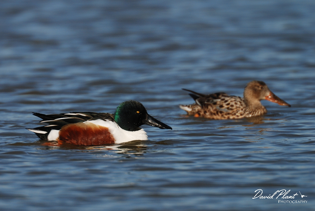 David Plant Photography - Wildlife Photography - Shoveler - J.jpg - Shoveler pair swimming - Norfolk