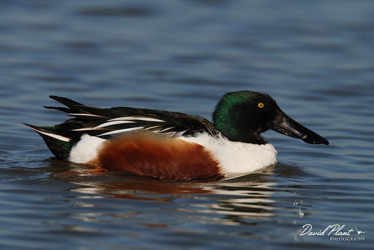 David Plant Photography - Wildlife Photography - Shoveler - K.jpg - Shoveler, male swimming - Norfolk