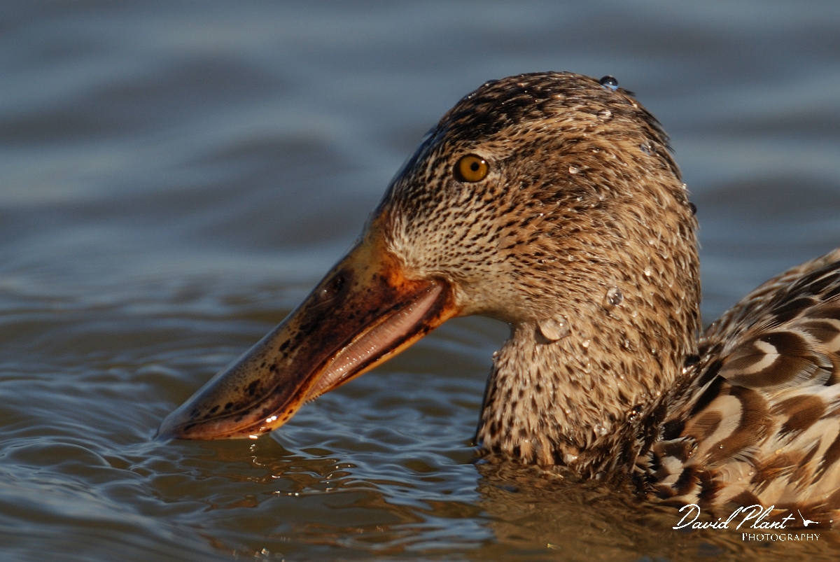 David Plant Photography - Wildlife Photography - Shoveler - L.jpg - Shoveler, female head - Norfolk