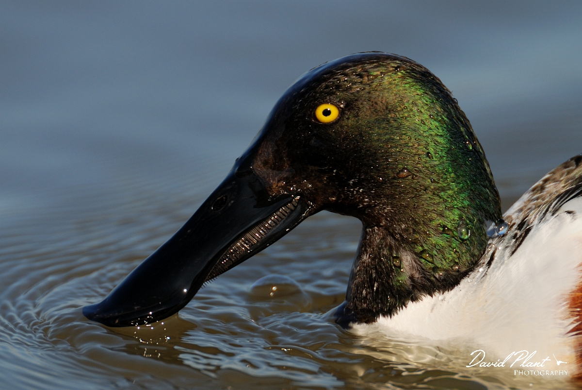 David Plant Photography - Wildlife Photography - Shoveler - M.jpg - Shoveler, male head - Norfolk