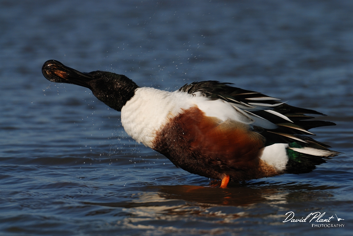 David Plant Photography - Wildlife Photography - Shoveler - N.jpg - Shoveler, male shaking dry - Norfolk