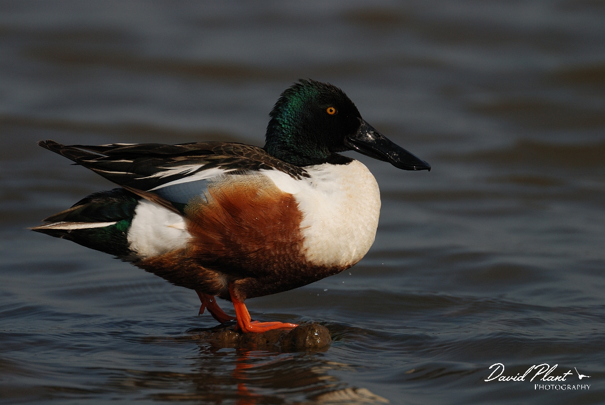 David Plant Photography - Wildlife Photography - Shoveler - P.jpg - Shoveler, male - Norfolk