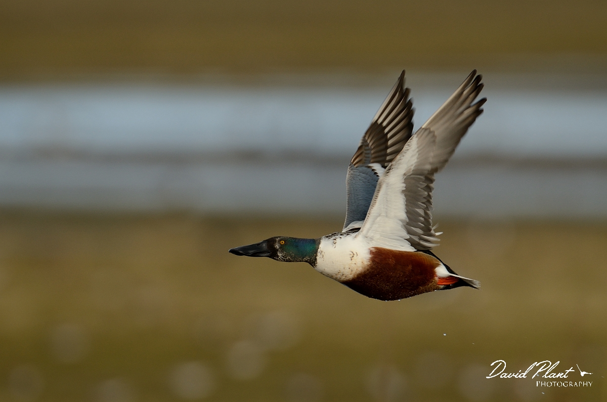 David Plant Photography - Wildlife Photography - Shoveler - Q.jpg - Shoveler, male in flight - Slimbridge