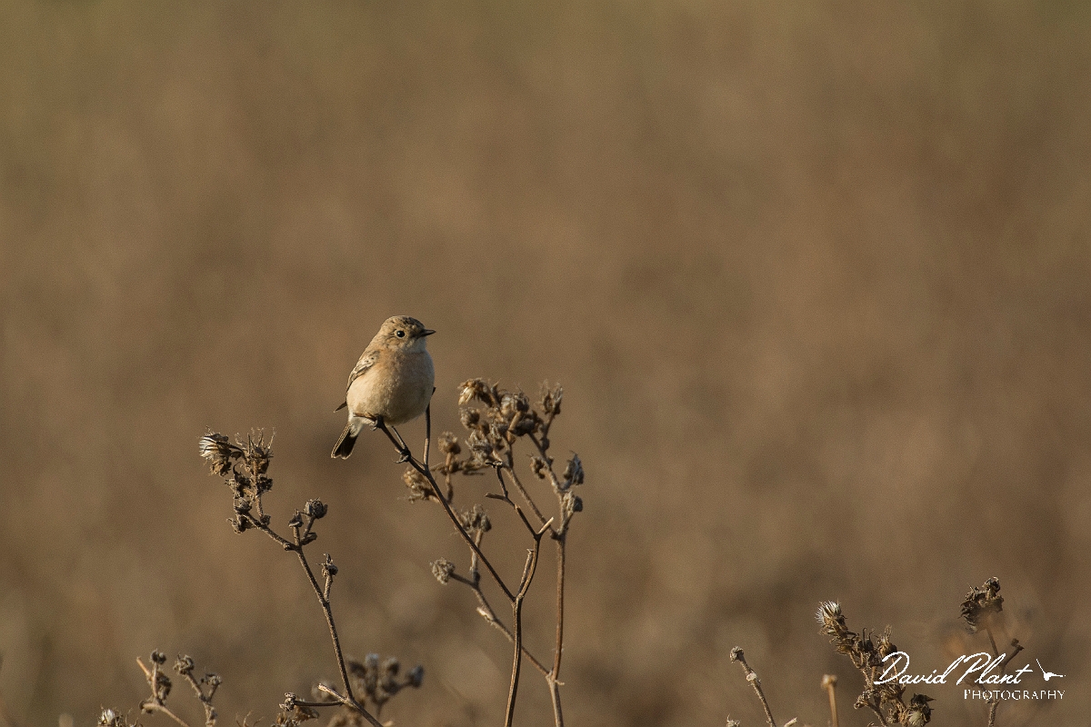 David Plant Photography - Wildlife Photography - Siberian stonechat - A.jpg - Siberian stonechat - East Yorkshire