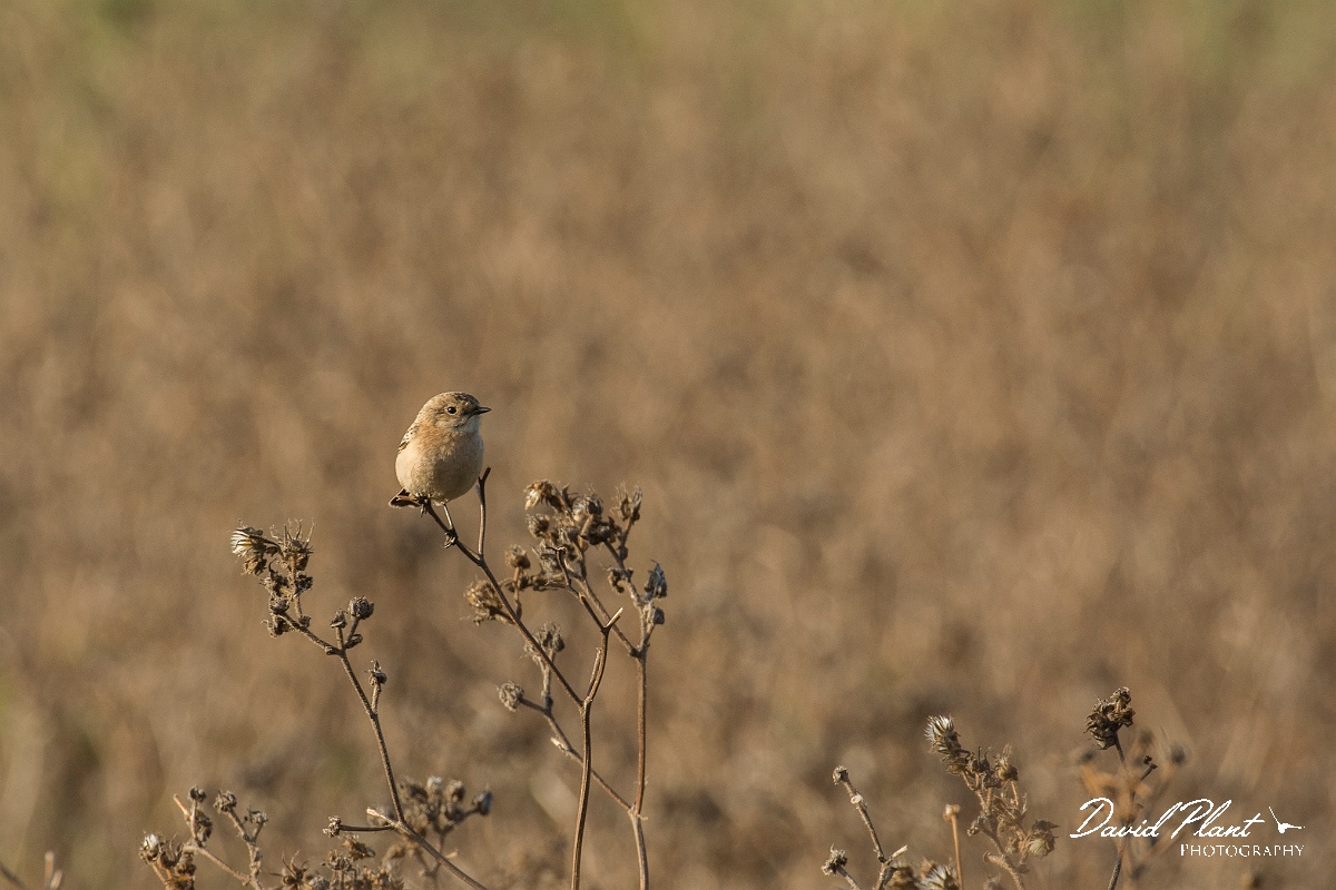 David Plant Photography - Wildlife Photography - Siberian stonechat - B.jpg - Siberian stonechat - East Yorkshire