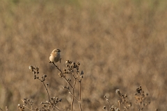 David Plant Photography - Wildlife Photography - Siberian stonechat - B