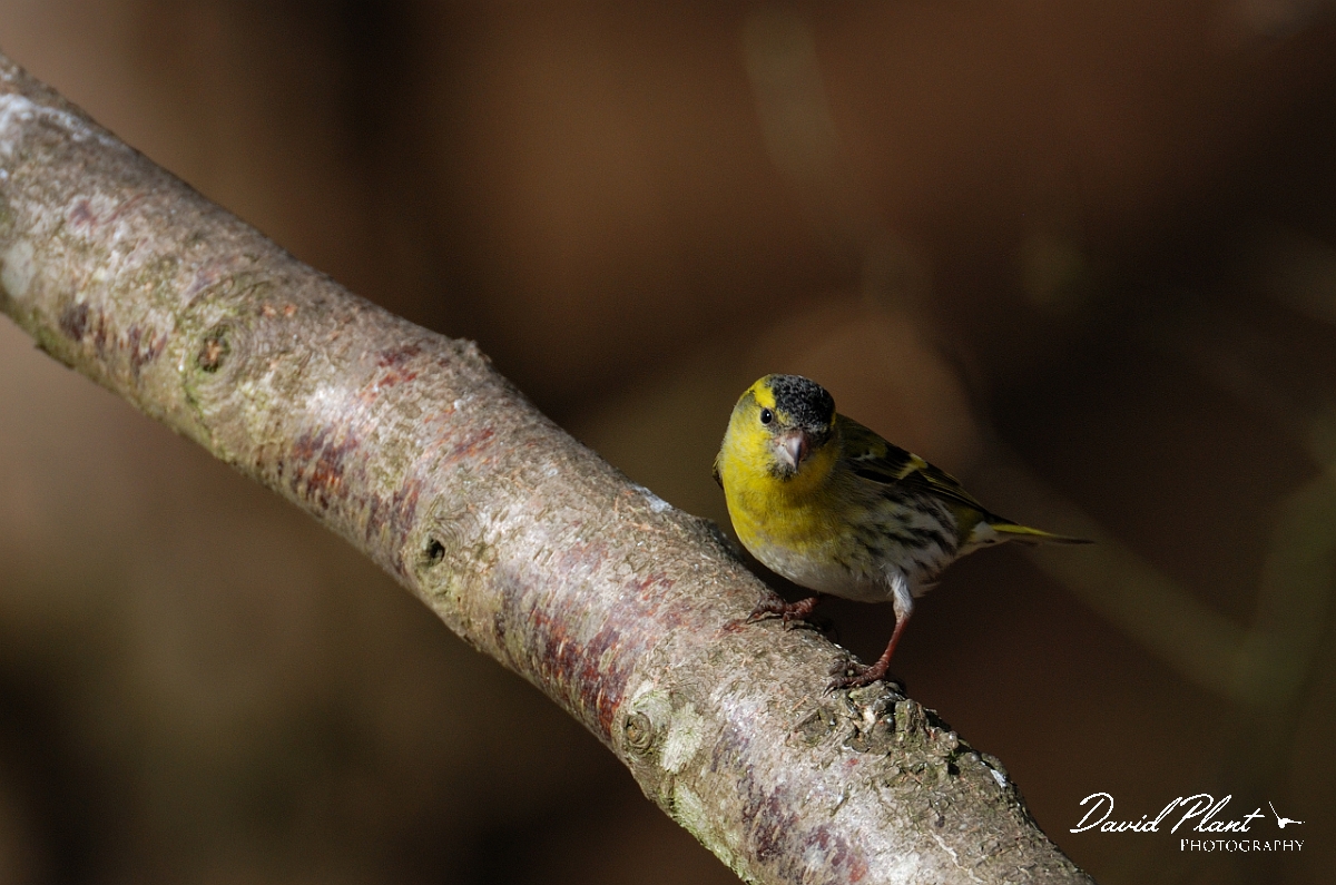 David Plant Photography - Wildlife Photographer - Siskin male - A.jpg - Siskin, male - Forest of Dean
