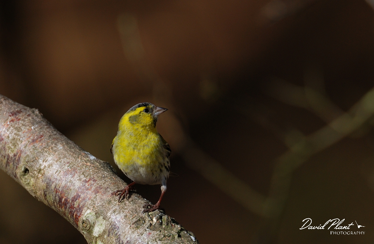David Plant Photography - Wildlife Photographer - Siskin male - B.jpg - Siskin, male - Forest of Dean
