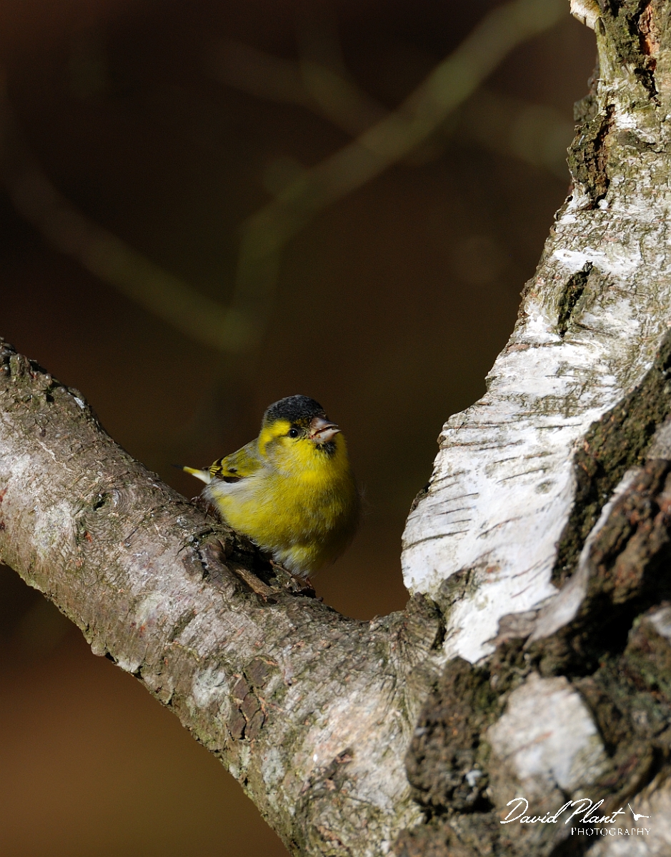 David Plant Photography - Wildlife Photographer - Siskin male - E.jpg - Siskin, male - Forest of Dean