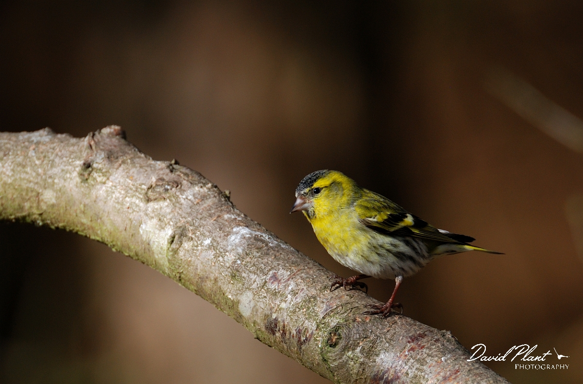 David Plant Photography - Wildlife Photographer - Siskin male - F.jpg - Siskin, male - Forest of Dean