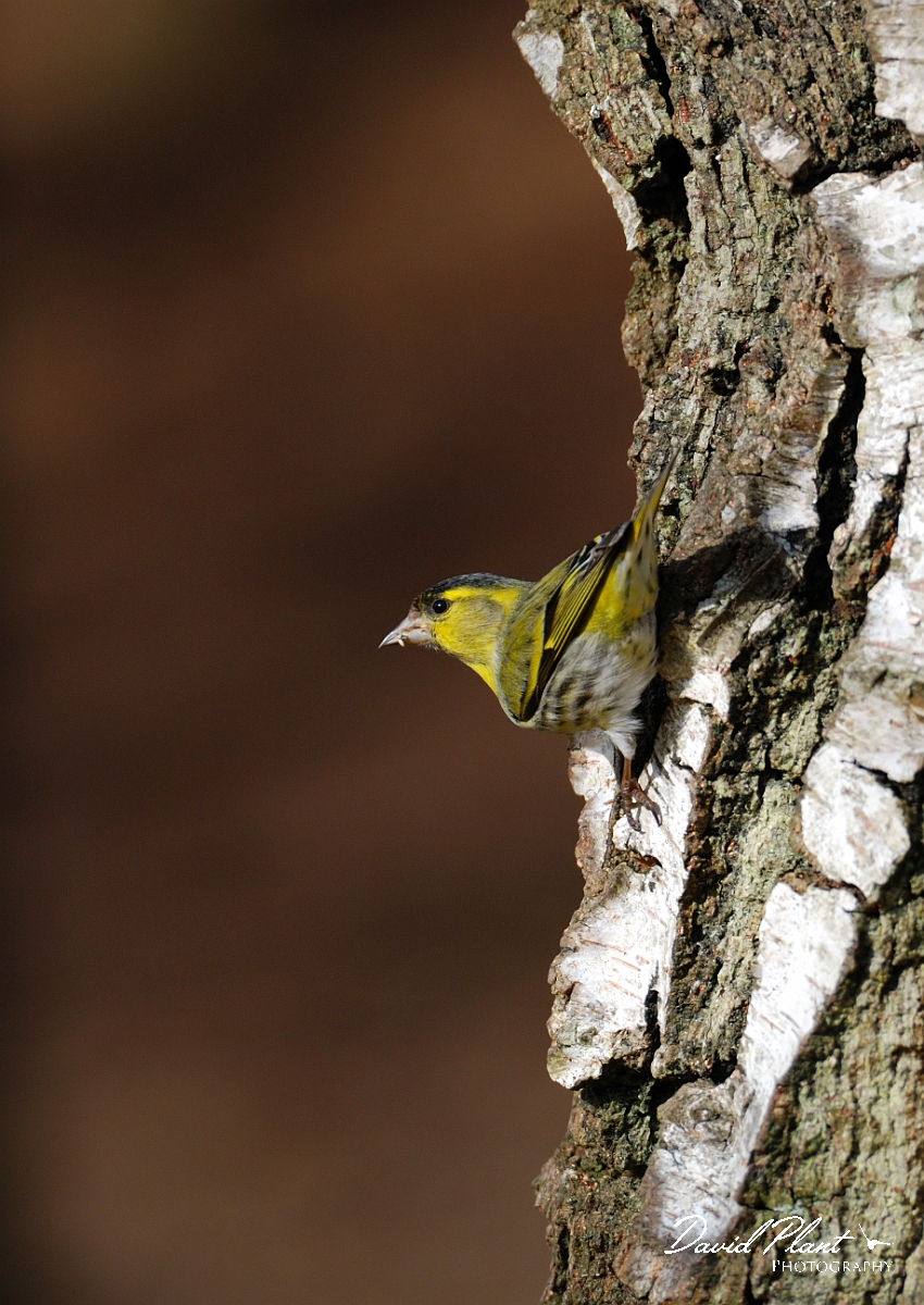 David Plant Photography - Wildlife Photographer - Siskin male - G.jpg - Siskin, male on tree trunk- Forest of Dean