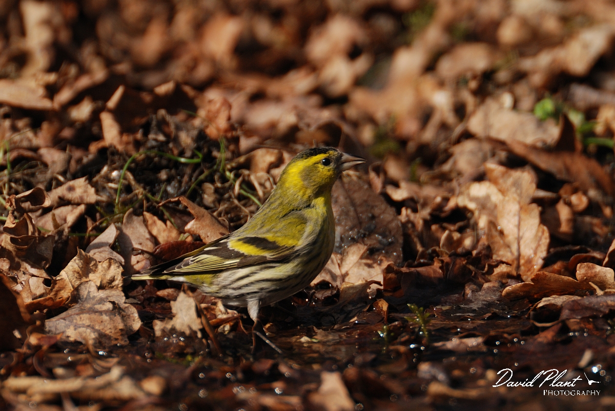 David Plant Photography - Wildlife Photography - Siskin - H.jpg - Siskin, male at drinking pool - Norfolk