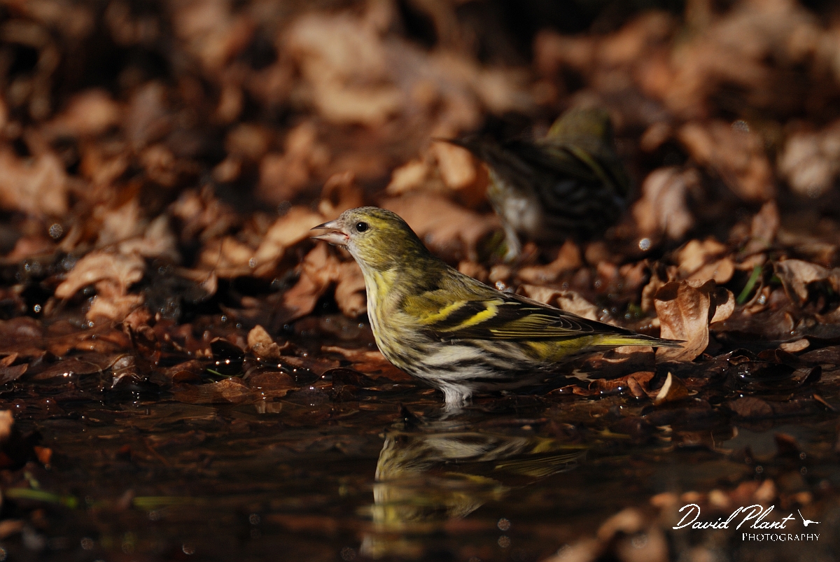 David Plant Photography - Wildlife Photography - Siskin - I.jpg - Siskin, female at drinking pool with reflection - Norfolk