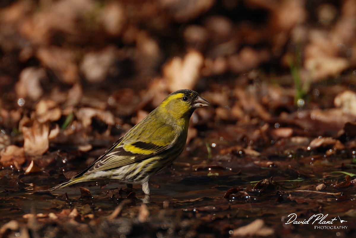 David Plant Photography - Wildlife Photography - Siskin - J.jpg - Siskin, male at drinking pool - Norfolk