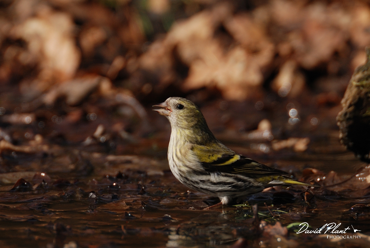 David Plant Photography - Wildlife Photography - Siskin - K.jpg - Siskin, female at drinking pool - Norfolk