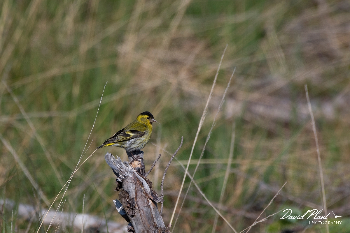 David Plant Photography - Wildlife Photography - Siskin - L.jpg - Siskin, male - Highlands