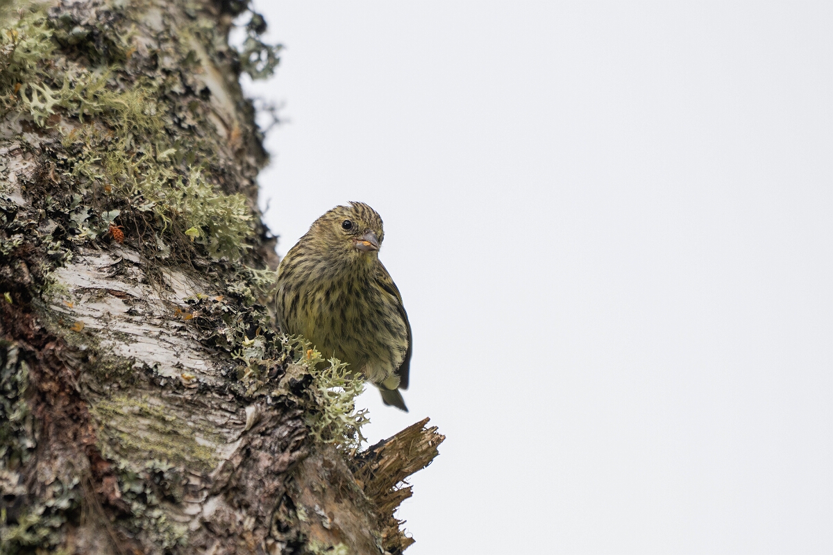 David Plant Photography - Wildlife Photography - Siskin - N.jpg - Siskin, female - Cairgorms