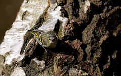 David Plant Photography - Wildlife Photographer - Siskin female - C