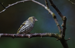 David Plant Photography - Wildlife Photographer - Siskin female - H