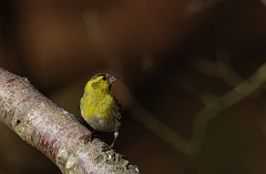 David Plant Photography - Wildlife Photographer - Siskin male - B
