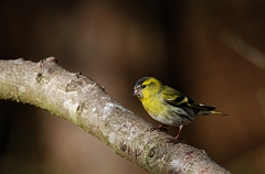 David Plant Photography - Wildlife Photographer - Siskin male - F