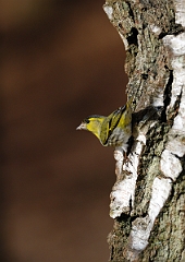 David Plant Photography - Wildlife Photographer - Siskin male - G