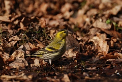 David Plant Photography - Wildlife Photography - Siskin - H