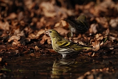 David Plant Photography - Wildlife Photography - Siskin - I