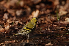 David Plant Photography - Wildlife Photography - Siskin - J