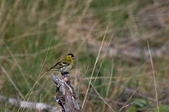 David Plant Photography - Wildlife Photography - Siskin - L