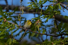 David Plant Photography - Wildlife Photography - Siskin - M