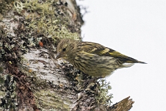David Plant Photography - Wildlife Photography - Siskin - O