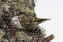 David Plant Photography - Wildlife Photography - Siskin - P