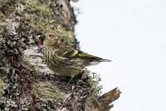 David Plant Photography - Wildlife Photography - Siskin - Q