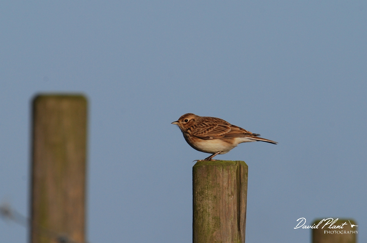 David Plant Photography - Wildlife Photographer - Skylark on post - A.jpg - Skylark on fence post - Norfolk