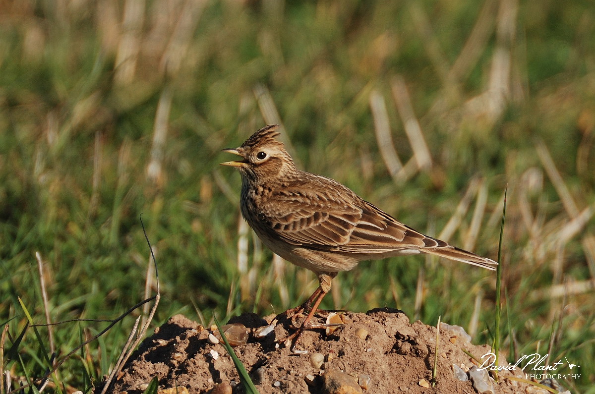 David Plant Photography - Wildlife Photography - Skylark - C.jpg - Skylark singing from ground - Norfolk