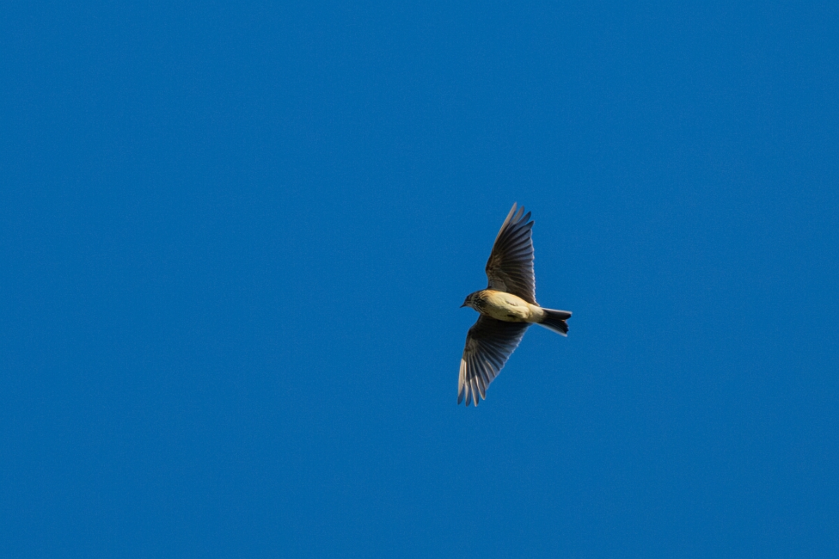 David Plant Photography - Wildlife Photography - Skylark - D.jpg - Skylark - North Yorkshire