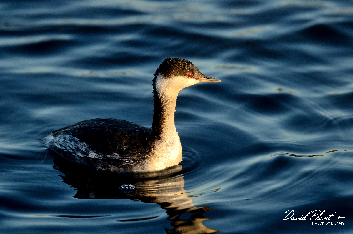 David Plant Photography - Wildlife Photography - Slavonian grebe - A.jpg - Slavonian grebe in evening sun - Hertfordshire