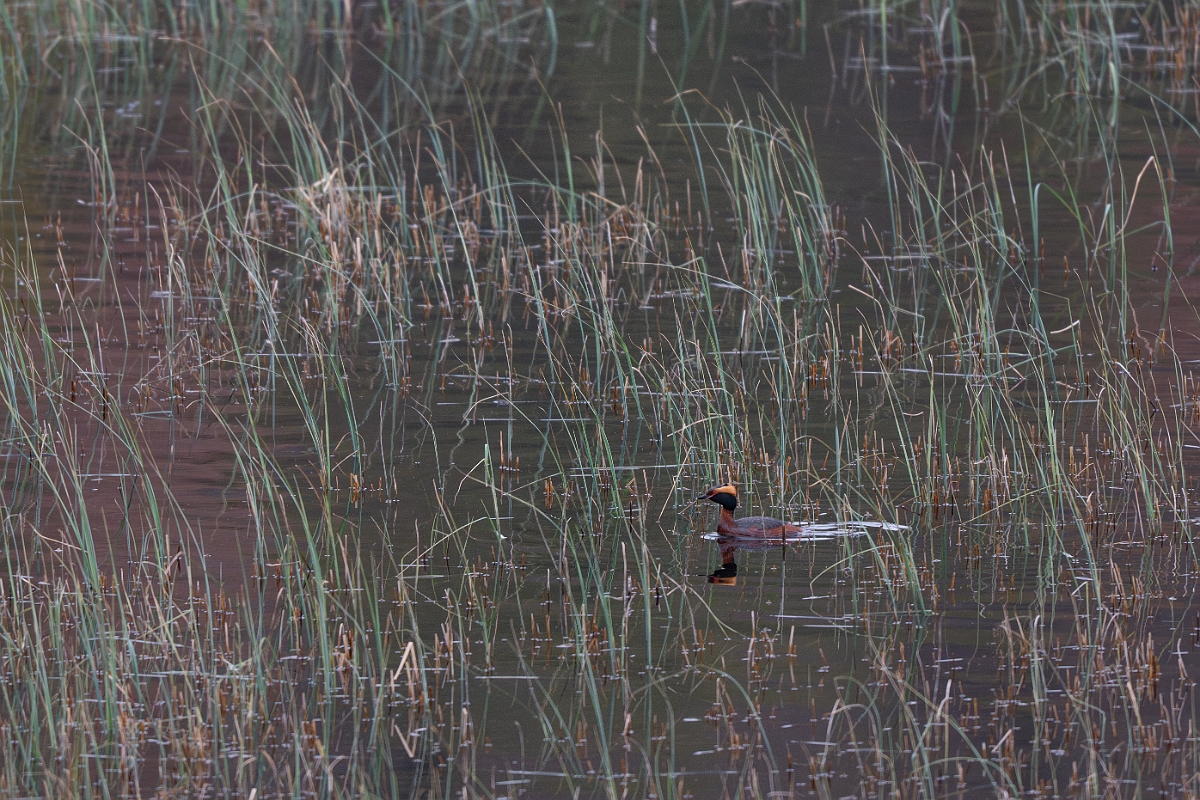David Plant Photography - Wildlife Photography - Slavonian grebe - AA.jpg - Slavonian grebe, Podiceps auritus, summer plumage - Highland
