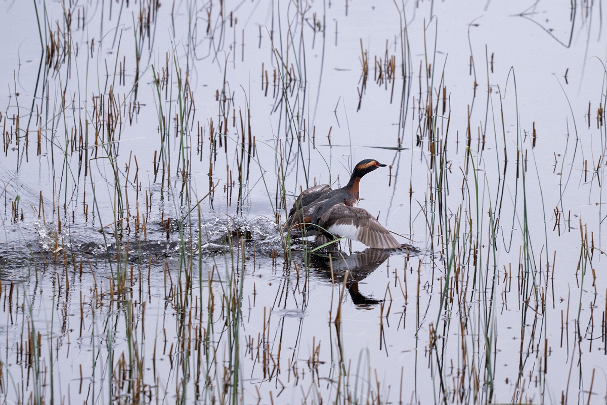 David Plant Photography - Wildlife Photography - Slavonian grebe - AB.jpg - Slavonian grebe, Podiceps auritus, summer plumage - Highland