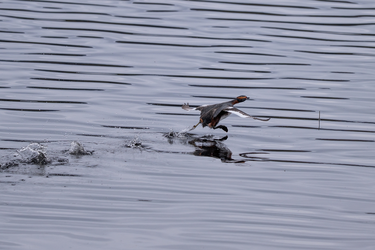David Plant Photography - Wildlife Photography - Slavonian grebe - AC.jpg - Slavonian grebe, Podiceps auritus, summer plumage - Highland