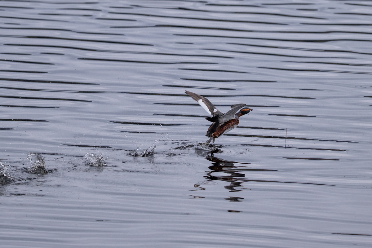 David Plant Photography - Wildlife Photography - Slavonian grebe - AD.jpg - Slavonian grebe, Podiceps auritus, summer plumage - Highland