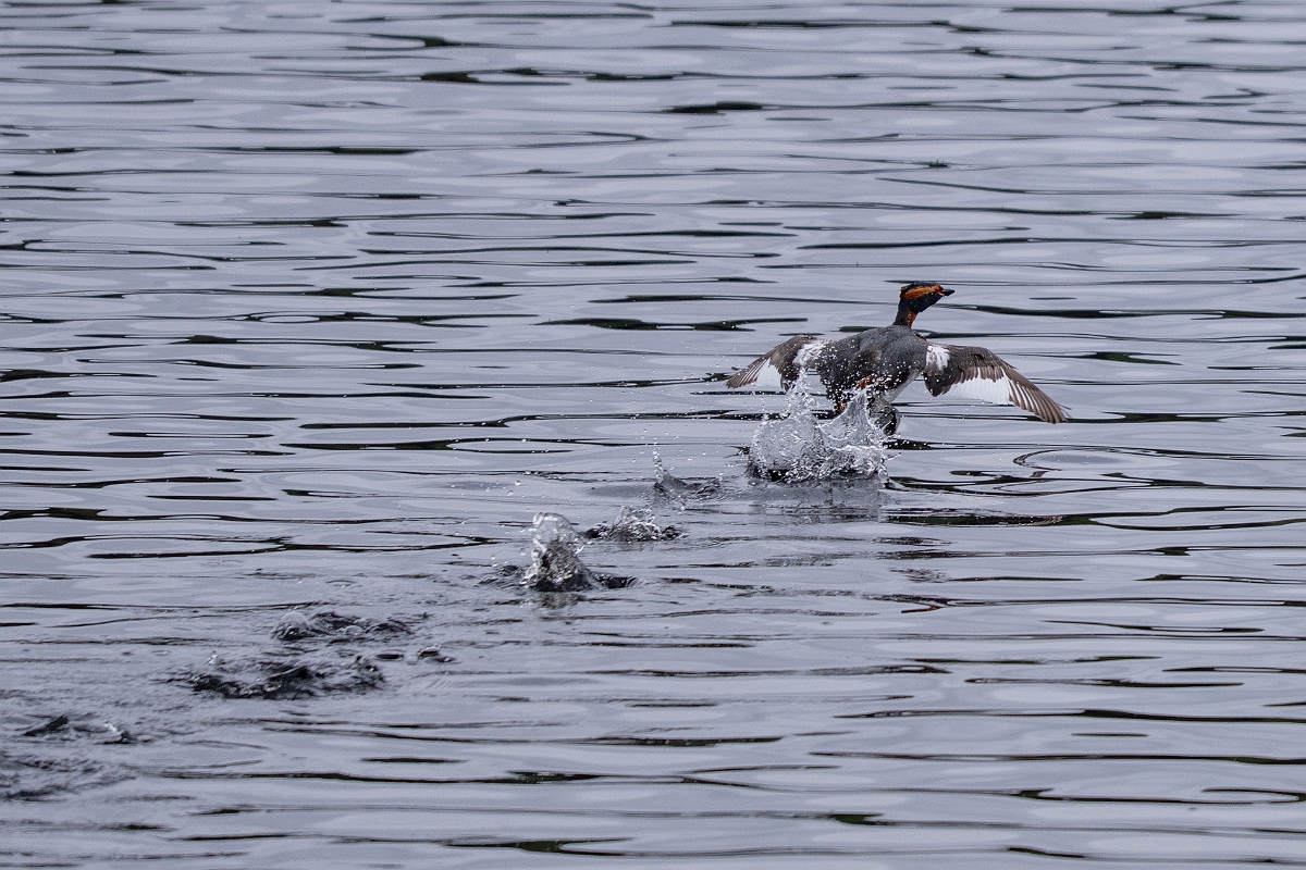 David Plant Photography - Wildlife Photography - Slavonian grebe - AF.jpg - Slavonian grebe, Podiceps auritus, summer plumage - Highland