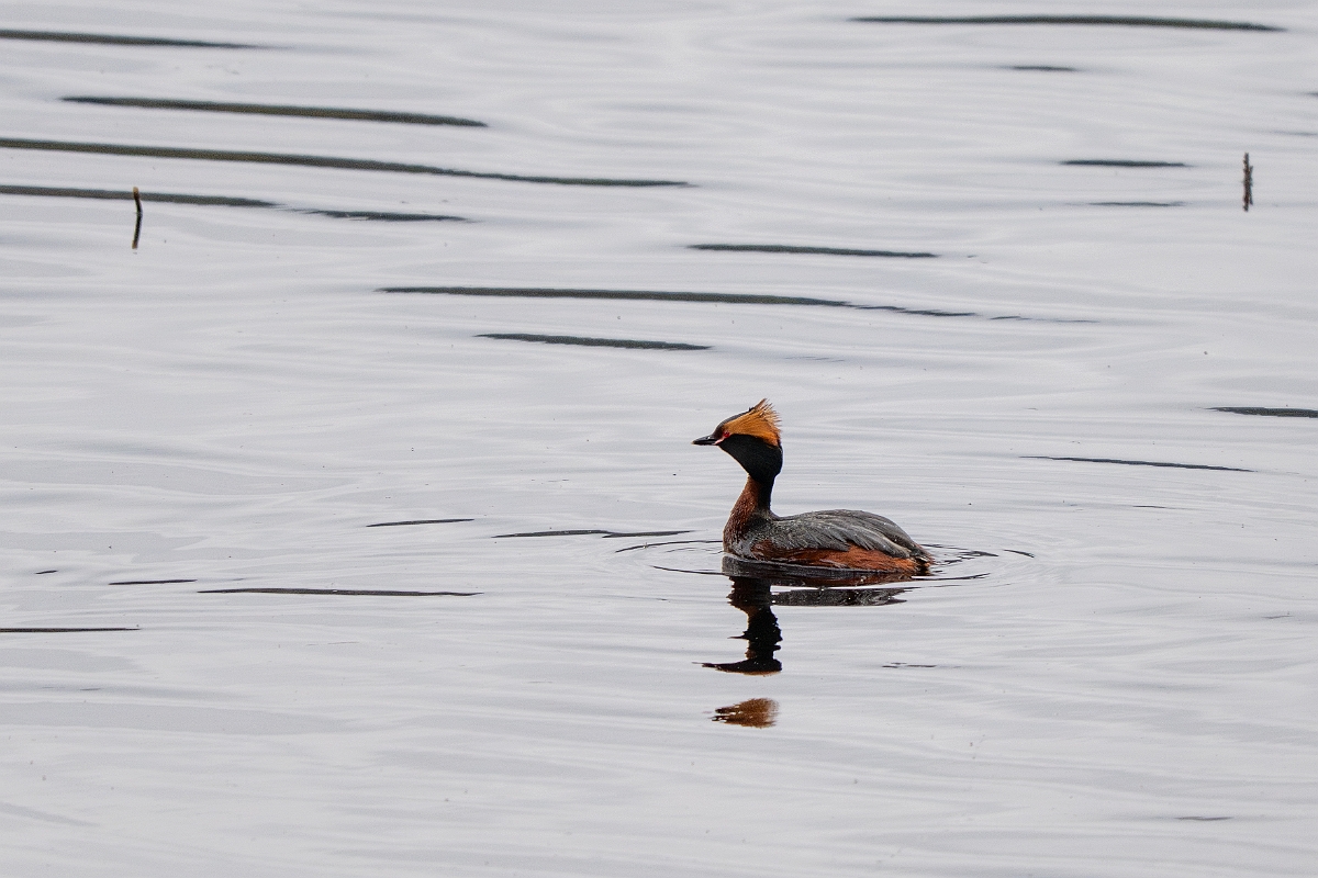 David Plant Photography - Wildlife Photography - Slavonian grebe - AG.jpg - Slavonian grebe, Podiceps auritus, summer plumage - Highland